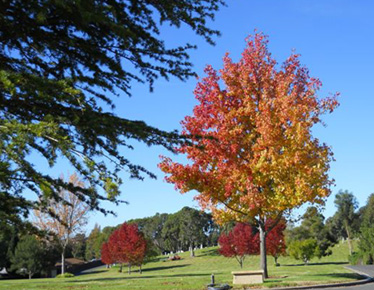Goleta Cemetery Trees in the Fall
