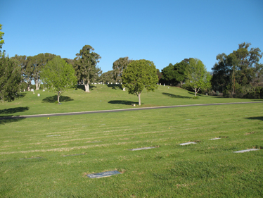 Goleta Cemetery Trees