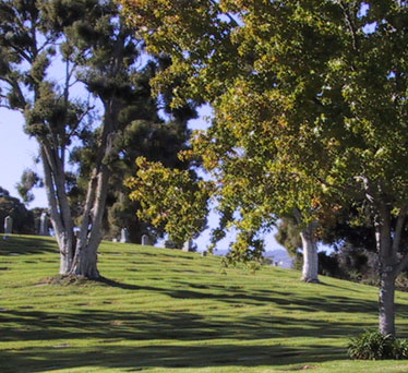 Goleta Cemetery Hill and Trees