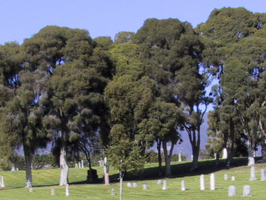 Goleta Cemetery Grounds